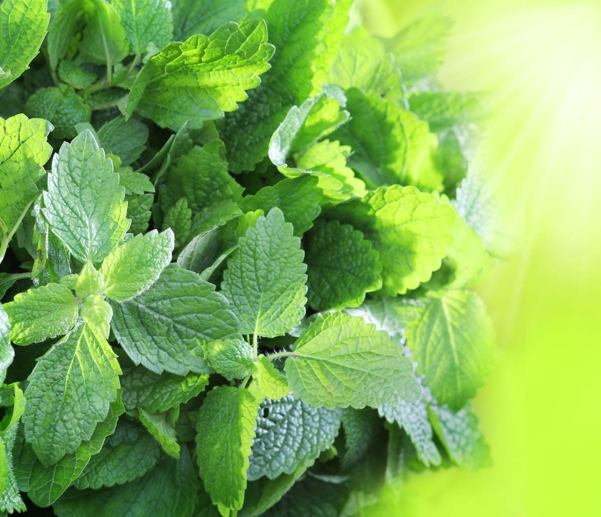 Spearmint