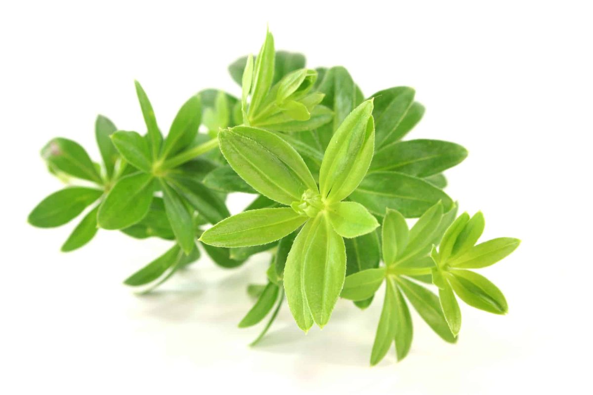 Sweet woodruff