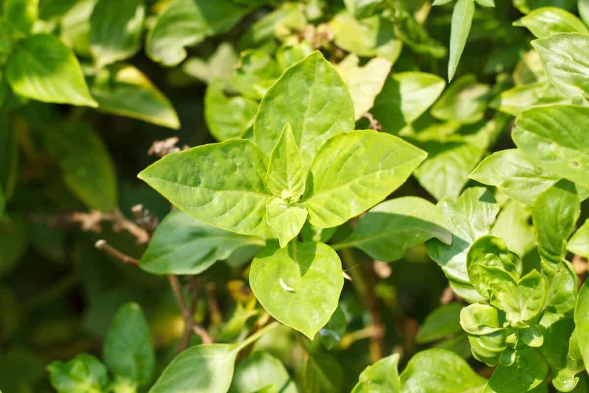 Thai Basil Substitute