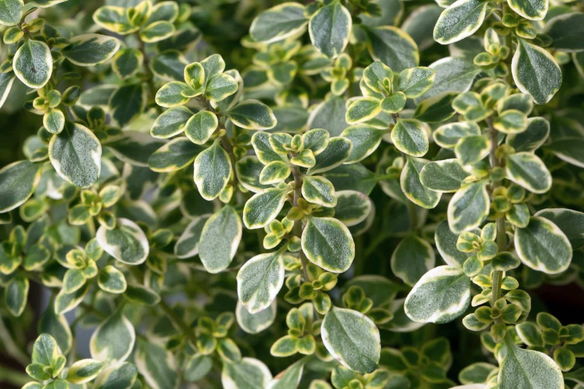 thyme vs lemon thyme