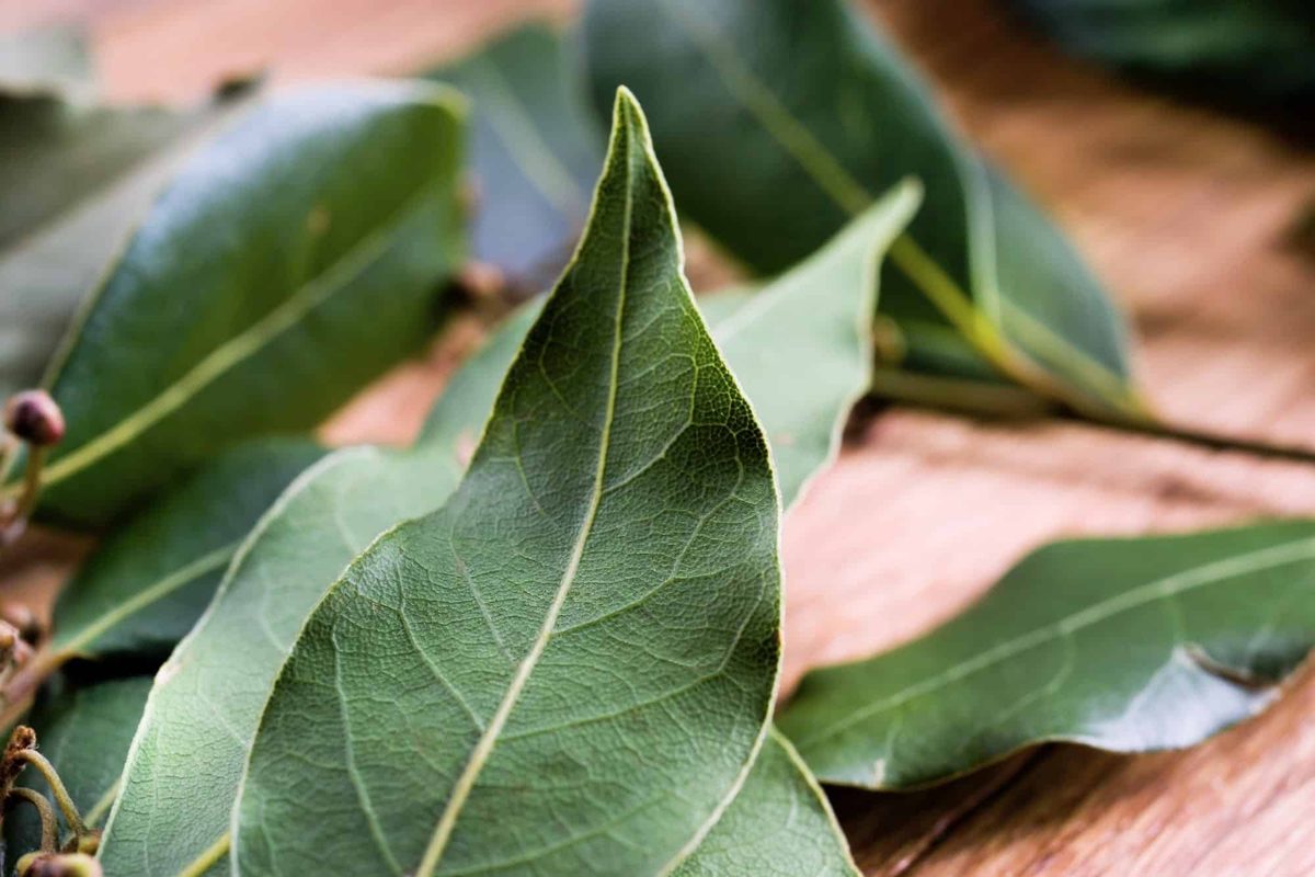 too much bay leaf