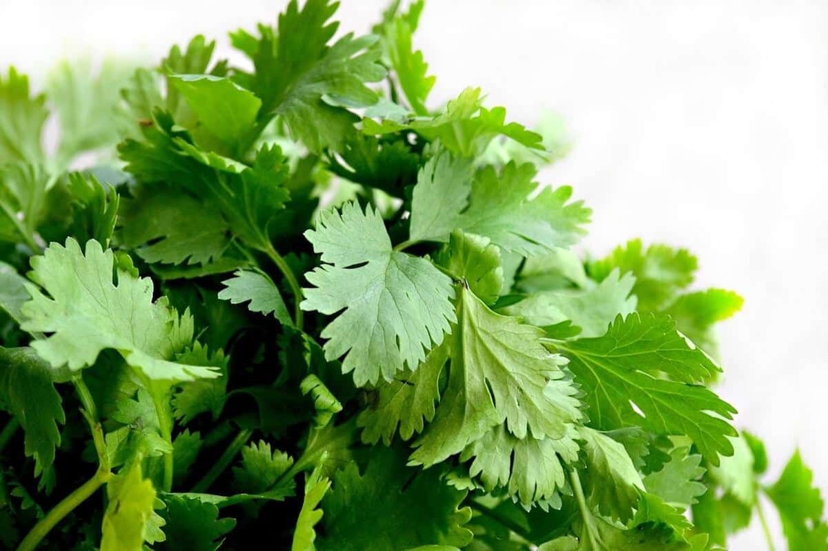 Too Much Cilantro