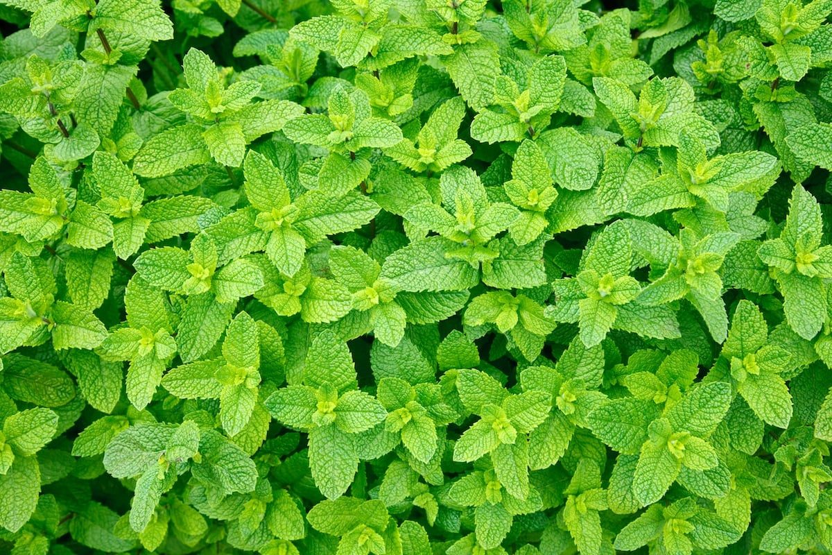 too much mint