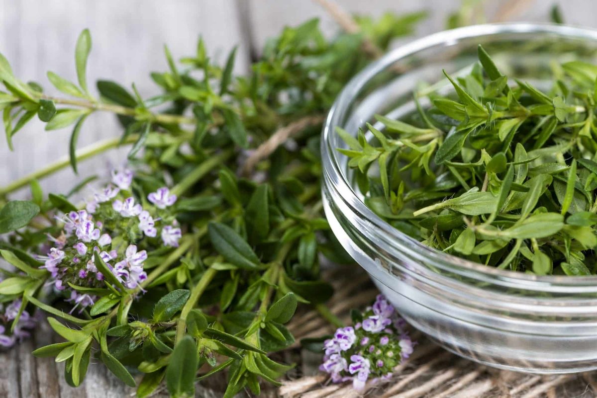Winter savory uses